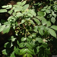 Cipadessa baccifera (Roth) Miq.